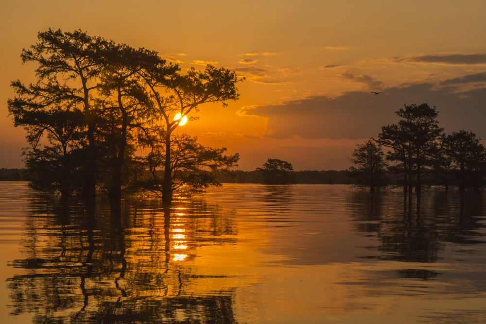 Atchafalaya National Wildlife Refuge Sunrise Poster Print
