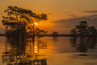 Atchafalaya National Wildlife Refuge Sunrise Poster Print
