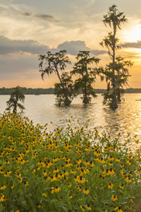 Cypress Trees and Coneflowers at Sunset Poster Print