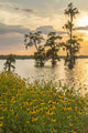 Cypress Trees and Coneflowers at Sunset Poster Print
