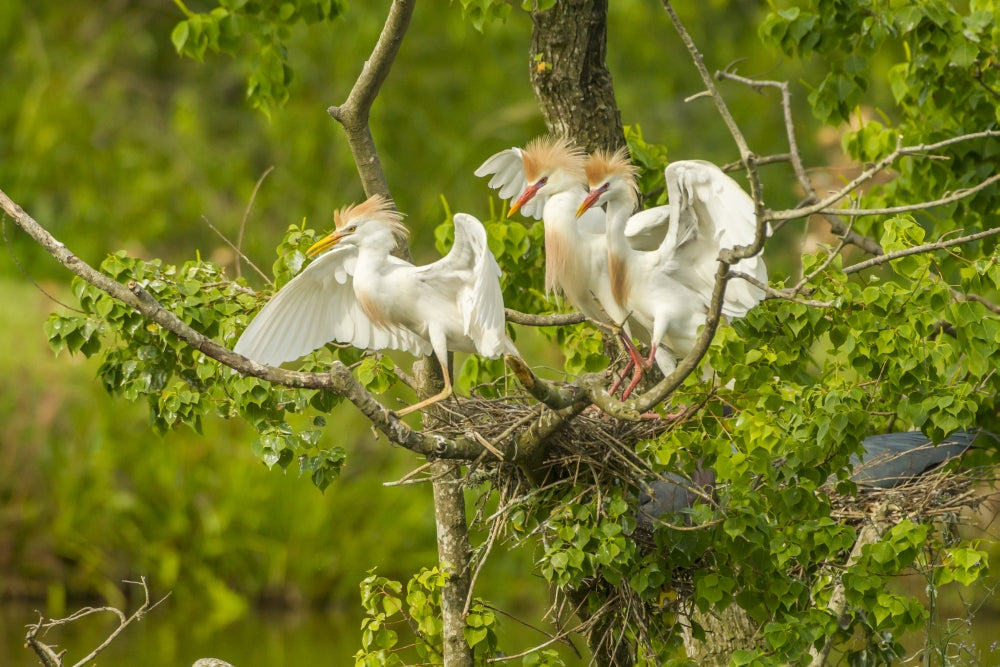 Cattle Egrets Fighting Poster Print showcasing wildlife in Louisiana.