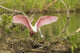 Roseate Spoonbill picking up nesting twig in Louisiana poster print