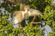 Cattle Egret Pair at Nest Poster Print showcasing wildlife in Louisiana