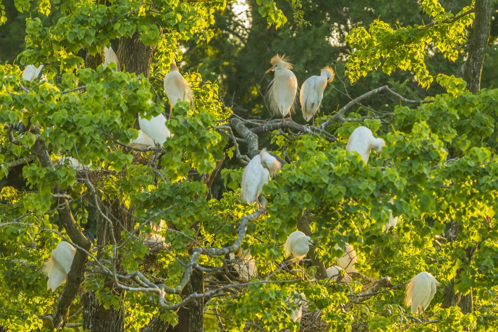 Cattle Egret Rookery Poster Print showcasing vibrant wildlife in Louisiana