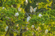 Cattle Egret Rookery Poster Print showcasing vibrant wildlife in Louisiana