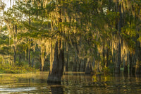 Atchafalaya National Wildlife Refuge sunrise poster print showcasing swamp landscape.