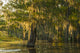 Atchafalaya National Wildlife Refuge sunrise poster print showcasing swamp landscape.