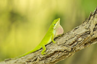 Green Anole Displaying Poster Print by Jaynes Gallery showcasing wildlife art.