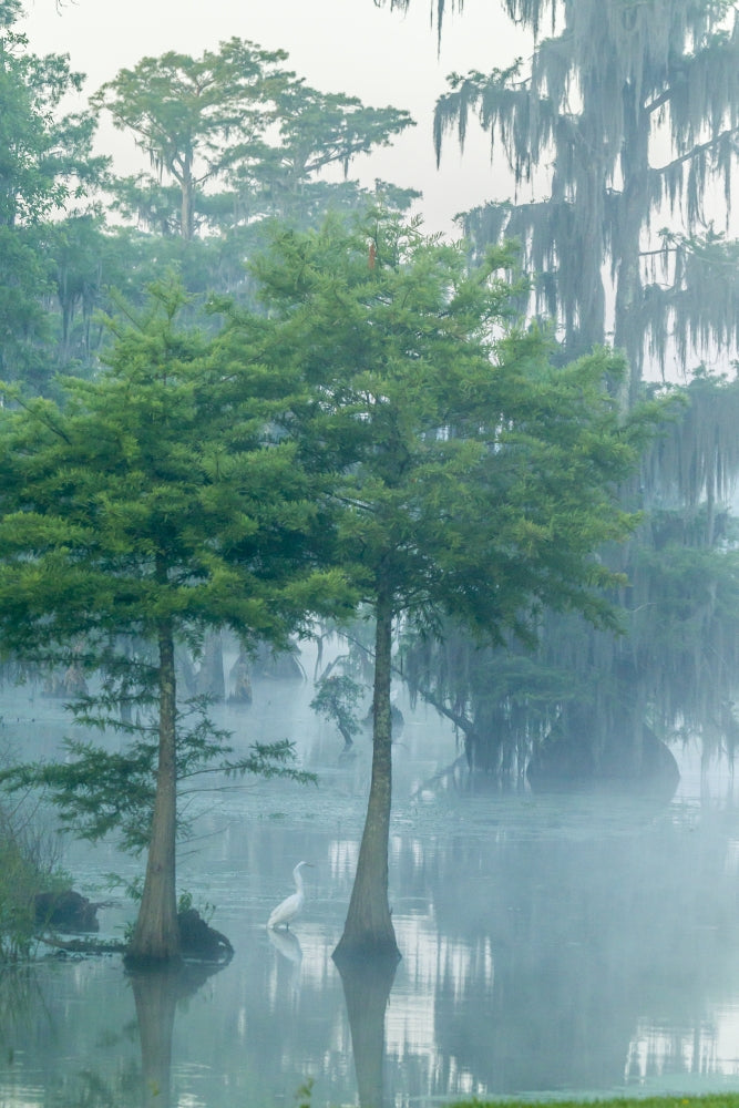 Foggy sunrise over Lake Martin swamp with great egret poster print