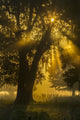 Lake Martin foggy sunrise tree silhouette poster print