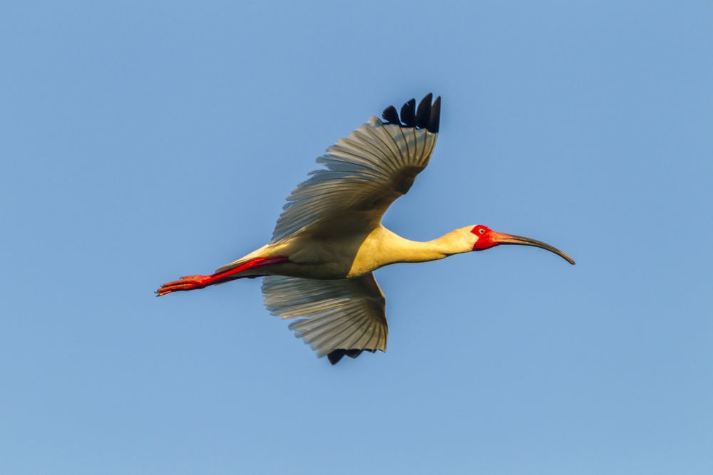 White Ibis in Flight Poster Print showcasing avian beauty in Evangeline Parish, Louisiana.