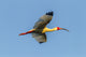 White Ibis in Flight Poster Print showcasing avian beauty in Evangeline Parish, Louisiana.