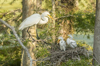 Great Egret adult and chicks at nest poster print by Jaynes Gallery.