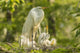 Great Egret adult and chicks at nest poster print