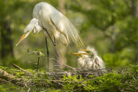 Great Egret adult and chicks at nest poster print