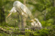 Great Egret adult and chicks at nest poster print