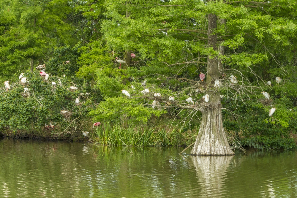 Rookery in Cypress Tree Poster Print by Jaynes Gallery showcasing serene nature in Louisiana.