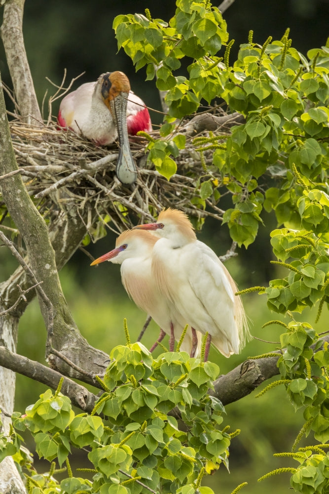 Cattle Egret Pair and Nesting Roseate Spoonbill Poster Print showcasing vibrant wildlife in Louisiana.