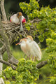 Cattle Egret Pair and Nesting Roseate Spoonbill Poster Print showcasing vibrant wildlife in Louisiana.