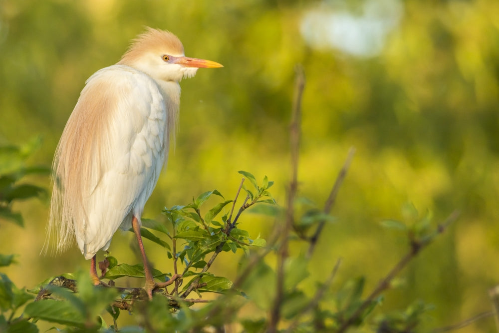 Cattle Egret Pair in Breeding Plumage Poster Print showcasing vibrant birds in Louisiana.
