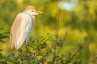 Cattle Egret Pair in Breeding Plumage Poster Print showcasing vibrant birds in Louisiana.