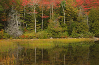 Fall reflections at Bubble Pond in Acadia National Park poster print by Joanne Wells.