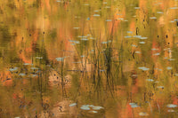 Acadia National Park Fall Reflections Poster Print by Joanne Wells showcasing vibrant autumn colors in a pond.