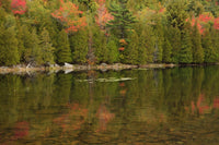 Acadia National Park Fall Reflections Poster Print by Joanne Wells