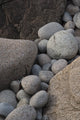 Boulder Beach Acadia National Park Poster Print by Judith Zimmerman