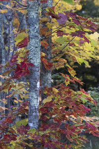 Sugar Maple in Acadia National Park Poster Print by Judith Zimmerman