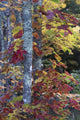 Sugar Maple in Acadia National Park Poster Print by Judith Zimmerman