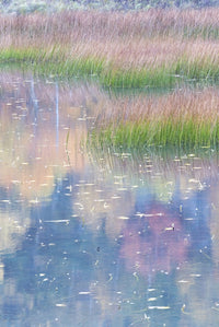 Grasses and lily pads reflection poster print from Acadia National Park by Judith Zimmerman