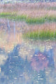 Grasses and lily pads reflection poster print from Acadia National Park by Judith Zimmerman