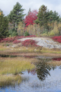 New Mills Meadow Pond Poster Print by Judith Zimmerman showcasing Acadia National Park.