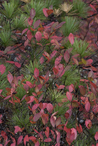 Low bush blueberry and evergreen detail poster print by Judith Zimmerman