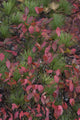 Low bush blueberry and evergreen detail poster print by Judith Zimmerman
