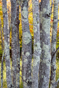 Maine Tree Trunks with Lichen Poster Print by Judith Zimmerman