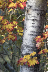 Sugar Maple Poster Print by Judith Zimmerman showcasing Acadia National Park