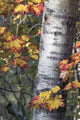 Sugar Maple Poster Print by Judith Zimmerman showcasing Acadia National Park