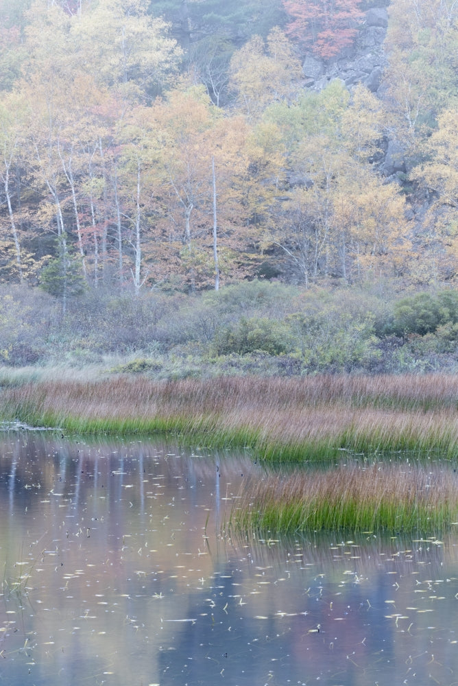 Grasses and water lily pads reflection poster print by Judith Zimmerman.