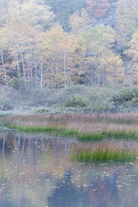 Grasses and water lily pads reflection poster print by Judith Zimmerman.