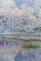 Grasses and water lily pads reflection poster print by Judith Zimmerman.