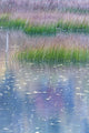 Grasses and water lily pads reflecting in water at Acadia National Park poster print.