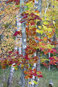 Autumn foliage Sugar Maple in Acadia National Park poster print by Judith Zimmerman.