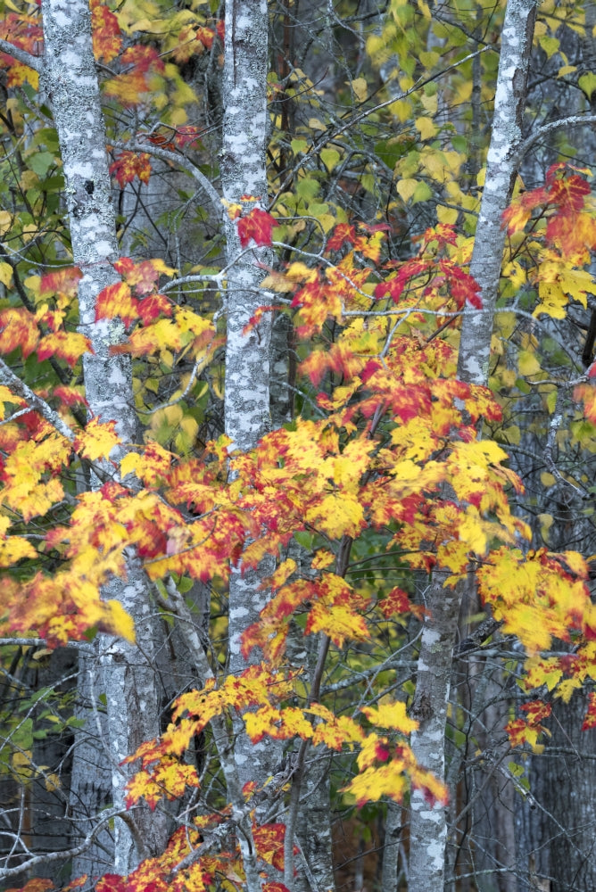 Vibrant Sugar Maple Poster Print by Judith Zimmerman - Acadia National Park