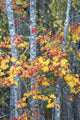 Vibrant Sugar Maple Poster Print by Judith Zimmerman - Acadia National Park