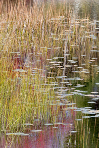 Grasses and Lily Pads on New Mills Meadow Pond Poster Print by Judith Zimmerman