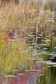 Grasses and Lily Pads on New Mills Meadow Pond Poster Print by Judith Zimmerman
