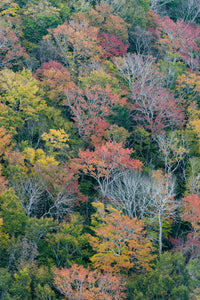 Autumn foliage in Acadia National Park near Jordan Pond poster print by Judith Zimmerman.