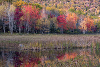 Autumn foliage reflected in a pond at Acadia National Park Poster Print by Judith Zimmerman.